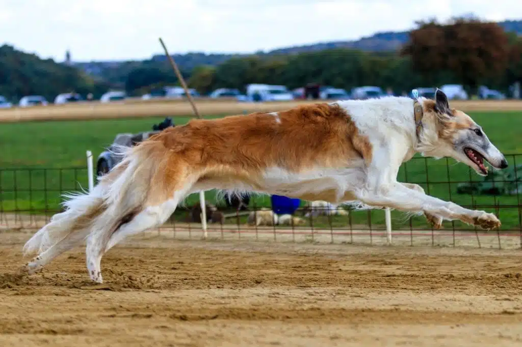 Utrke hrtova - sportsko klađenje